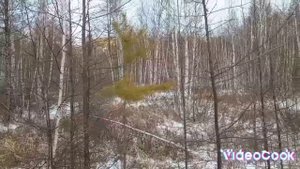 Тяготы таежного промысла.