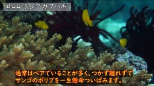 【#44　テングカワハギ】マリンビレッジ　ハウスリーフのお魚紹介！