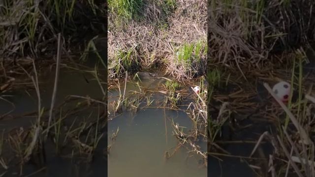 нерест #fishing #нерест смотреть онлайн