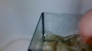 Радужный краб замена воды в аквариуме