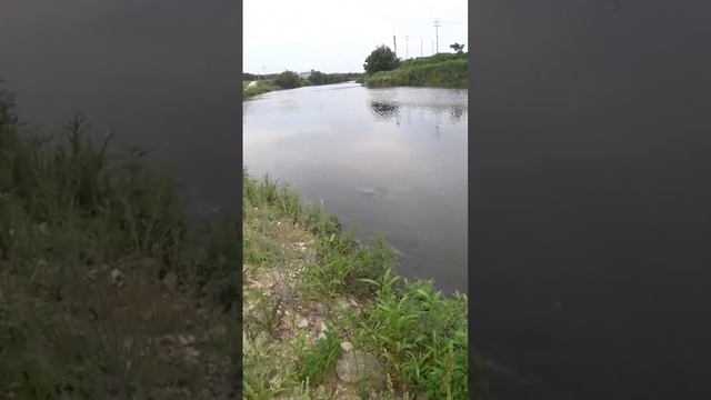 охочусь на басов #рыбалкасрогаткой #slingshotfishing #охотанарогатку#бас #bowfishing смотреть онлайн