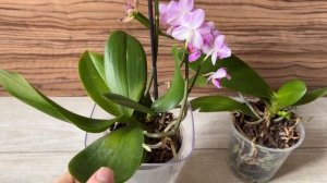 Самая простая орхидея в уходе Pink Flamingo с мутацией и деткой, семенная коробочка зреет на орхе