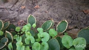 Гербицид последействие