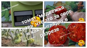 Томат "Медвежья кровь" что это за сорт, какая у него урожайность и как выглядит в разрезе.