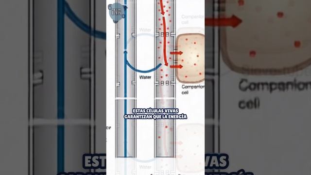 Células del floema Expertos en el transporte de azúcar 🍬#plantas #educacionambiental смотреть онлайн