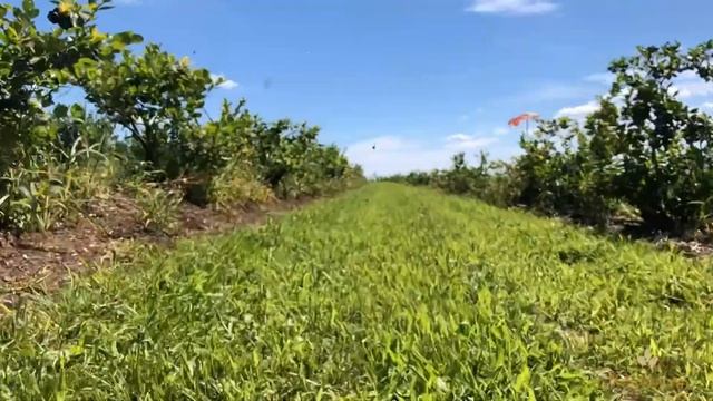 Heidelbeeren pflücken in Lohningers Heidelbeergarten (Seewalchen am Attersee) смотреть онлайн