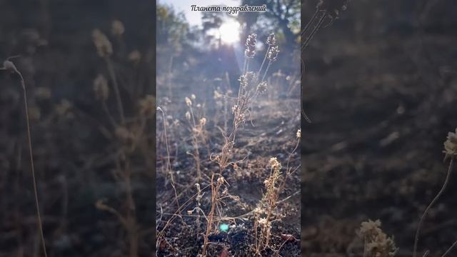 Доброе утро, пожелания доброго утра #доброеутро #пожеланиядоброгоутра