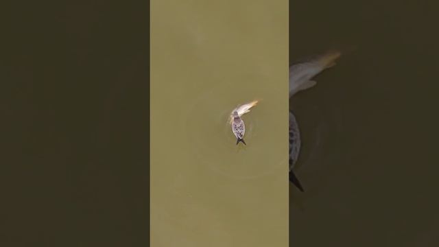 duck hunting #fishing #охотасрогаткой #carp #dartfishing #slingshotfishing #рыбалкасрогаткой смотреть онлайн