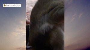 ママにおねだりする赤ちゃん猿 / A baby monkey who really wants what mommy is eating. monpai monyet baby monkey サル