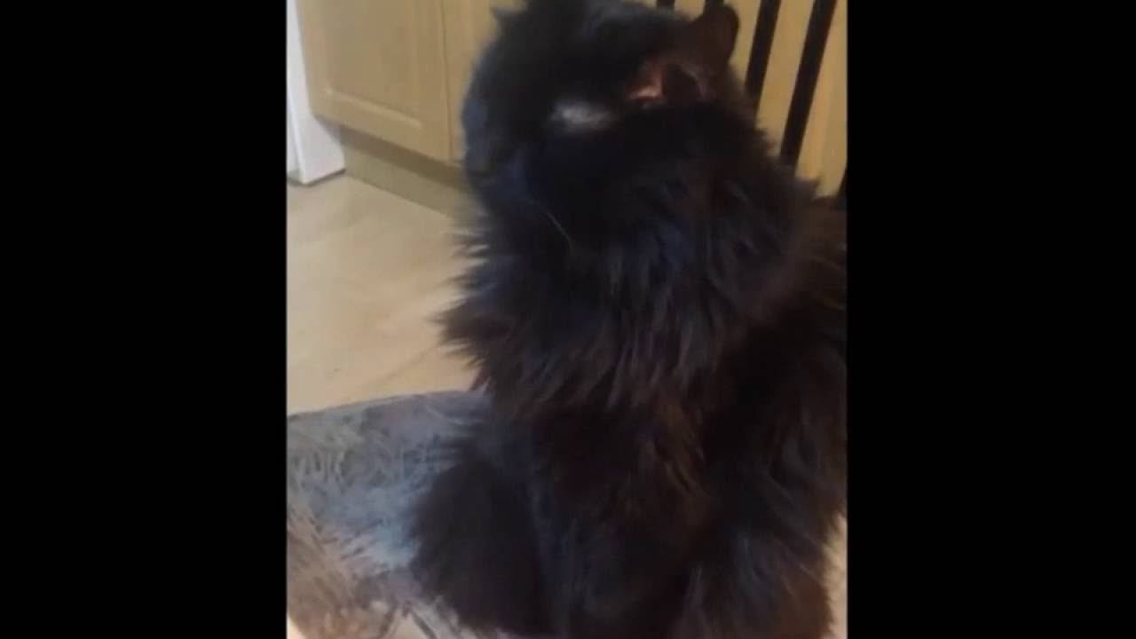 Кашпировский отдыхает смотреть онлайн