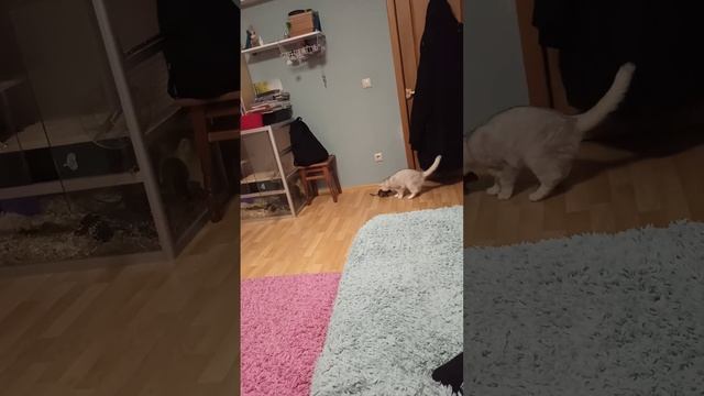 Охота кошки на белок.