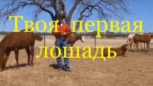 Твоя первая лошадь (Клинтон Андерсон).
