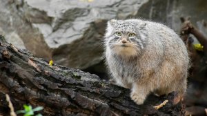 Манул Тимофей из Московского зоопарка набрал «идеальную форму» к зиме