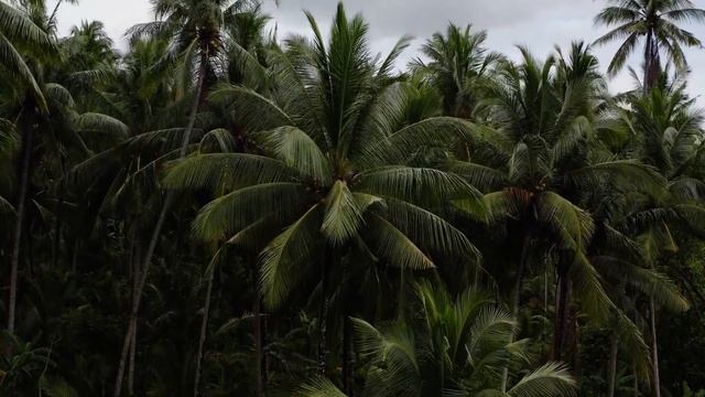 Вид природы смотреть онлайн