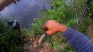 Ловля крупного карася на маховую удочку с поплавком. Рыбалка в спокойном месте. Рыбалка на карася