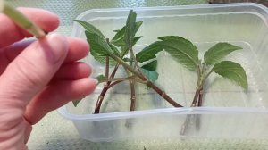 #1Георгины вегетативные. Черенкование