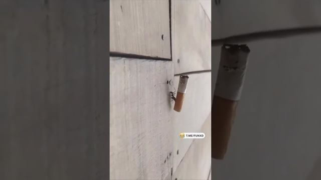 ДОКУРЮ И БРОШУ ⚓️-⚓️#shorts смотреть онлайн