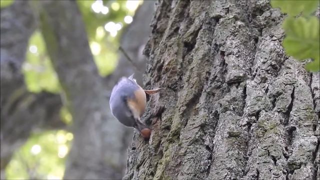 Brhlík lesní Sitta europaea смотреть онлайн