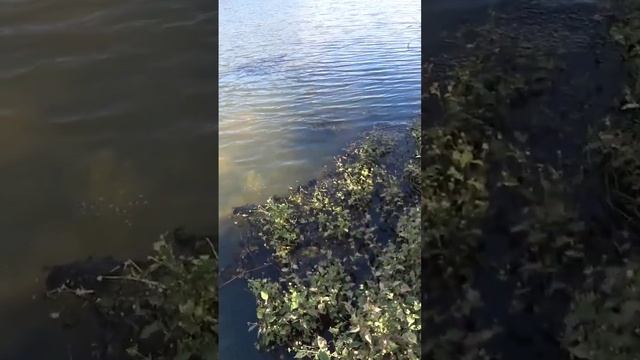 промахи в охоте с рогаткой #рыбалкасрогаткой #slingshotfishing #охотанарогатку #охотасрогаткой смотреть онлайн