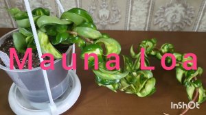 Хойя Карноза компакта Mauna Loa. 05.03.2024.