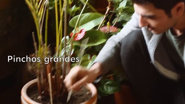 Gatipedia de PURINA® CAT CHOW® - ¿Cómo evitar que mi gato se coma las plantas? смотреть онлайн