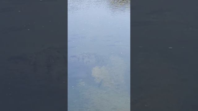 много рыбы #рыбалкасрогаткой #slingshotfishing #охотанарогатку #сазан смотреть онлайн