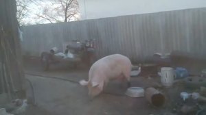 У свиней охота.mp4