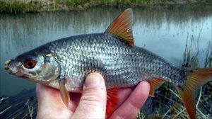 Что предпочитает плотва ранней весной? Снасти и способы ловли.