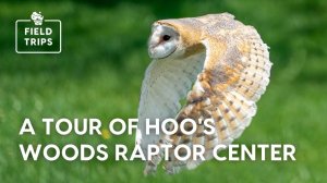 A Tour of Hoo's Woods Raptor Center