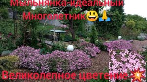 Посадите эту красоту в сад!!! ❤❤❤😍🙏Мыльнянка неприхотлива и декоративна вес сезон👍👍👍!
