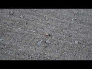 Муравей тащит цветочек по Ликийской тропе в Турции