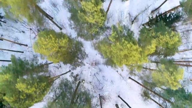 Парковский лес г о  Орехово Зуево