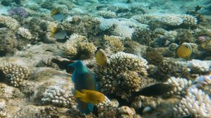 Красное море 1 . Бухта Sharks bay