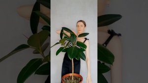 Мой секрет формирования штамба фикуса эластика! #фикус