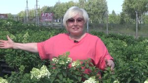 Зеленое черенкование гортензий, подкормки и обработки от болезней и вредителей в питомнике Глуховой