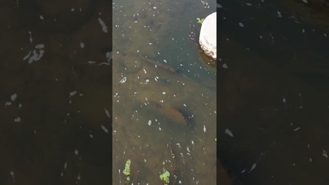 охота с рогаткой(охота с дрон #рыбалкасрогаткой #slingshotfishing #охотанарогатку #чингу #chingu смотреть онлайн