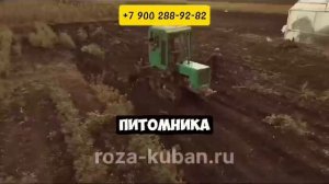 Уборка саженцев роз .