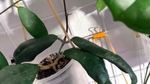 Хойи. Обзор коллекции. Вертикальное расположение. Часть 1.