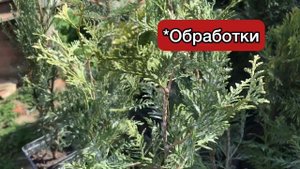 Болезни хвойных🌲и их лечение