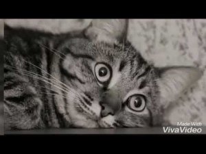 История котика грустная песня