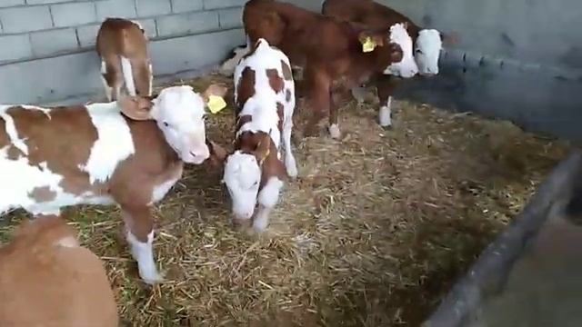 Симментал бузоклар сотилади +99891 143 22 06+99897 214 76 26