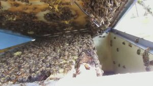 пчеловодство на ячейке 4,9 мм - часть 68, первое расширение и подстановка магазина 20.05.2024