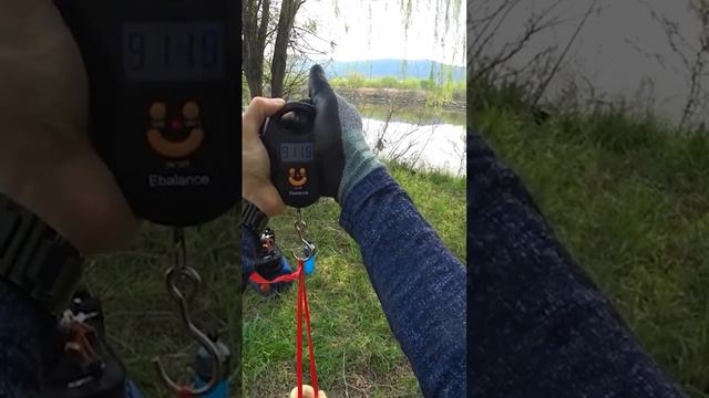 Сазант на девяточку #slingshotfishing #охотанарогатку #рыбалкасрогаткой #сазан #dartfishing смотреть онлайн