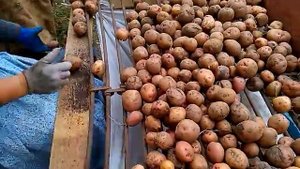 Переборка выкопанного картофеля 2013