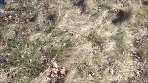 змеиный остров