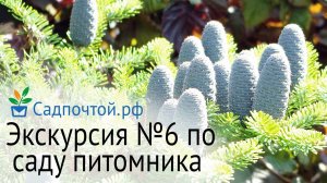 Пихты, кедр, робиния или лжеакация. Прогулка по саду питомника №6 #садпочтой