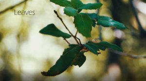 ''Leaves'' | Panasonic Lumix GH5 + 25mm f/1.7 [4K]