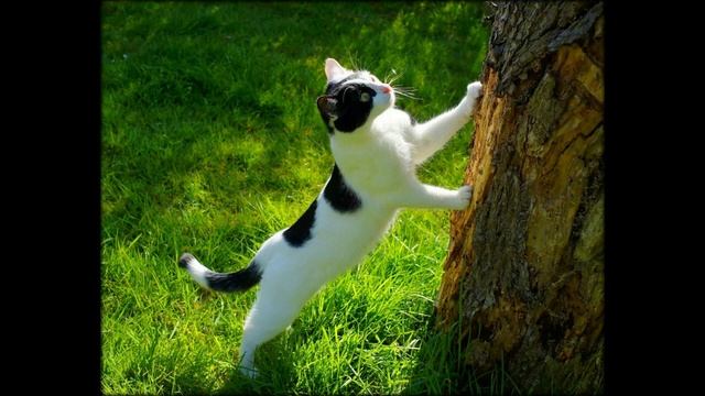 Joyful Music Without Words 4 - All The Fixings - Zachariah Hickman / Радостная музыка без слов 4
