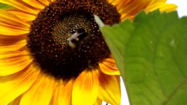 шмель смотреть онлайн