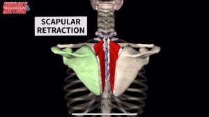 Ромбовидная мышца. 3d anatomy. MUSCLE MOTION